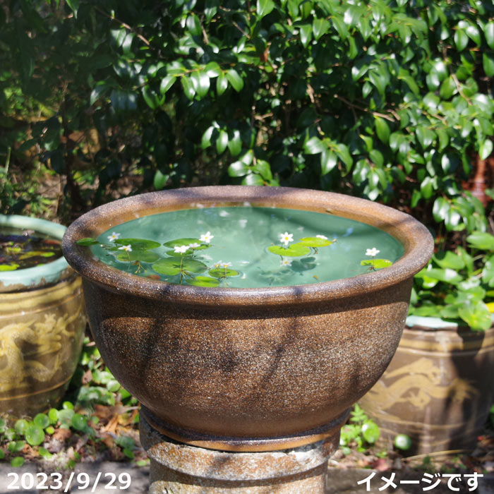楽天市場】【あす楽対応】 信楽焼 睡蓮鉢 陶器 大型 窯肌ケズリ鈴型