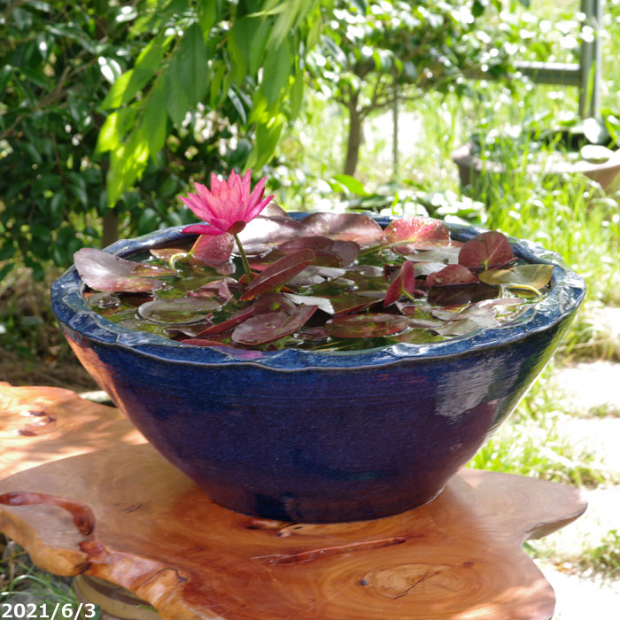 楽天市場】信楽焼 睡蓮鉢 陶器 大型 手びねり 生子釉水鉢 20号 ＋お