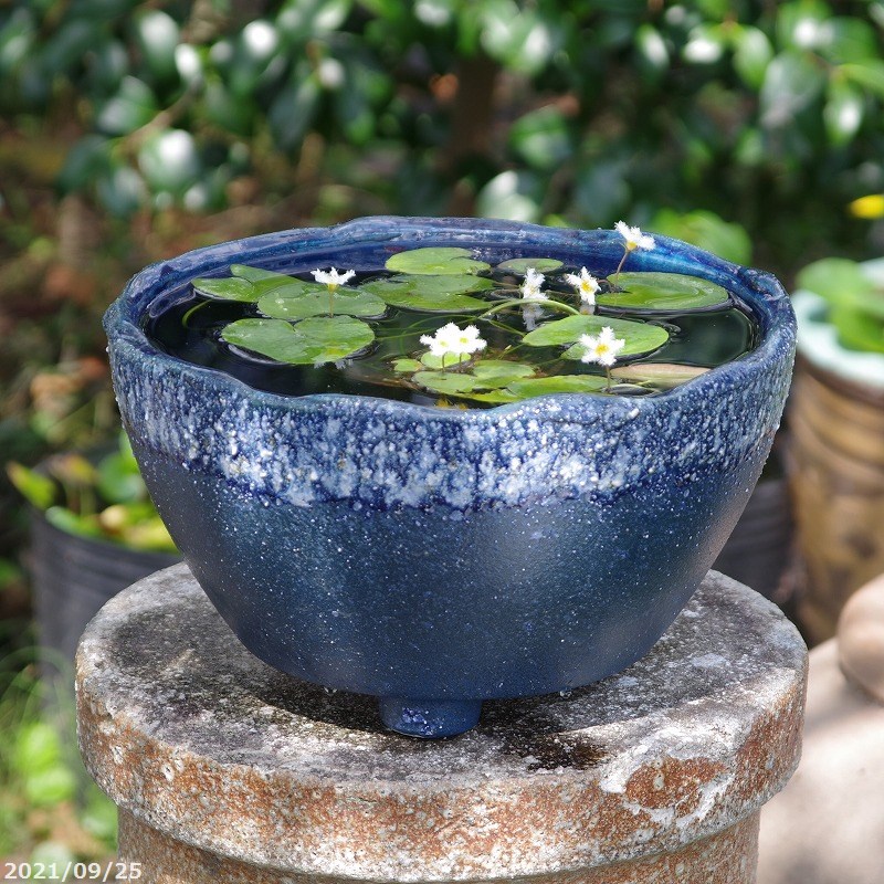 楽天市場】信楽焼 睡蓮鉢 陶器 青窯変足付 水鉢 10号（外径29cm） ＋お