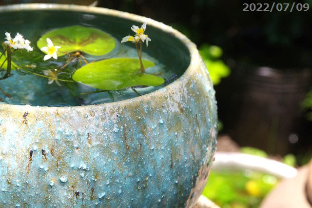 楽天市場】信楽焼 睡蓮鉢 陶器 メダカ鉢 緑窯変 丸水鉢8号 ＋ガガブタ