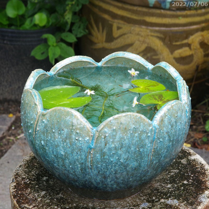 楽天市場】信楽焼 睡蓮鉢 緑窯変 手びねり（ロクロ引き） 選べる 花型