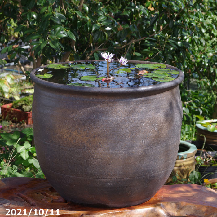 楽天市場】【現品・一点物No.2100】信楽焼 睡蓮鉢 大型 金彩 20号（外