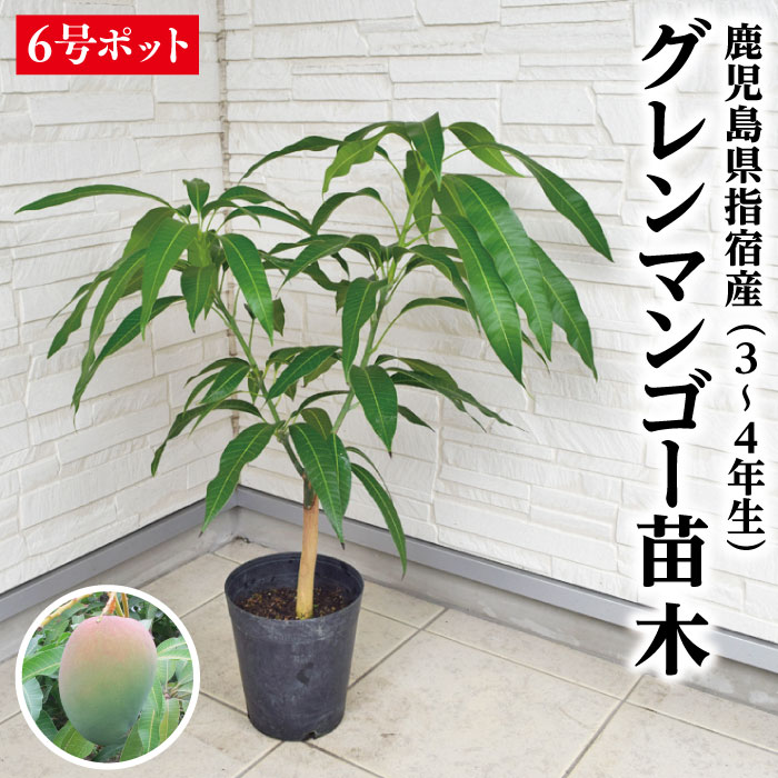 楽天市場】☆レア品種入荷☆【グレンマンゴー苗木1本 3〜4年生 6号