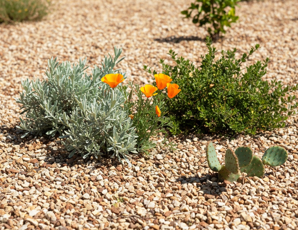 楽天市場】砂利 御影石 砕石 御影 錆 御影砂利 錆砂利 和風 庭 甲賀