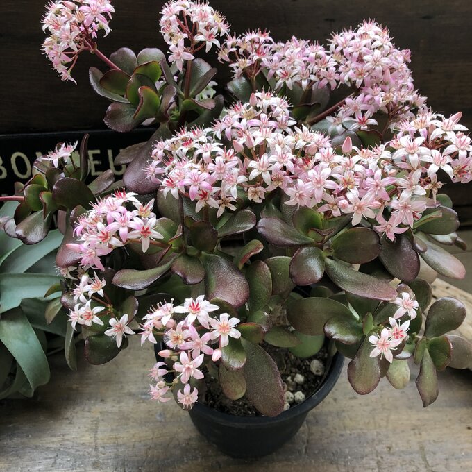 楽天市場】【金のなる木 5号】☆ 花月 多肉植物 観葉植物 成金草 金運