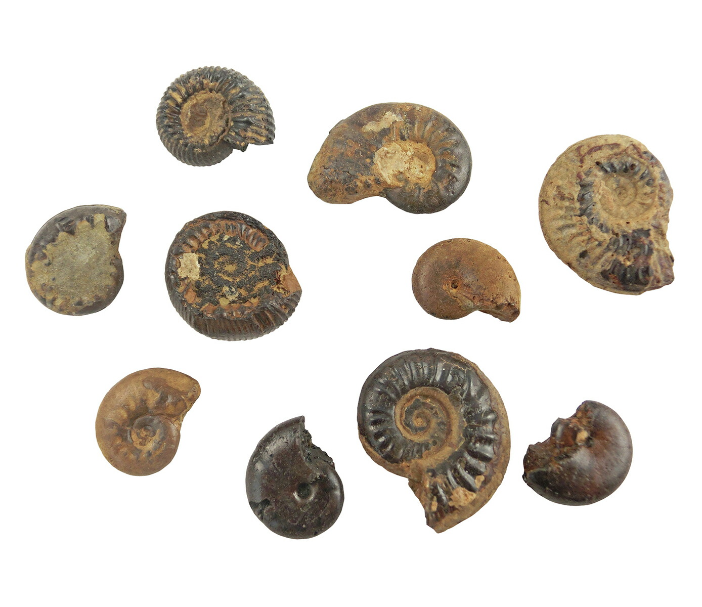 楽天市場】化石標本 アンモナイト 実習用 アソート : SUZUMORI