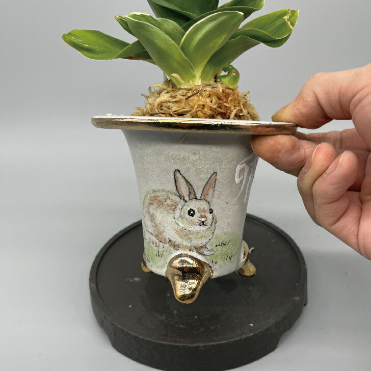 楽天市場】◇福包（干支 卯 錦鉢セット）◇万年青 引っ越し万年青 獅子