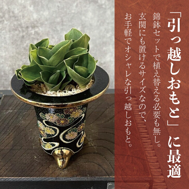 楽天市場】◇玉雀（和鉢）◇万年青 引っ越し万年青 おもと 開運植物