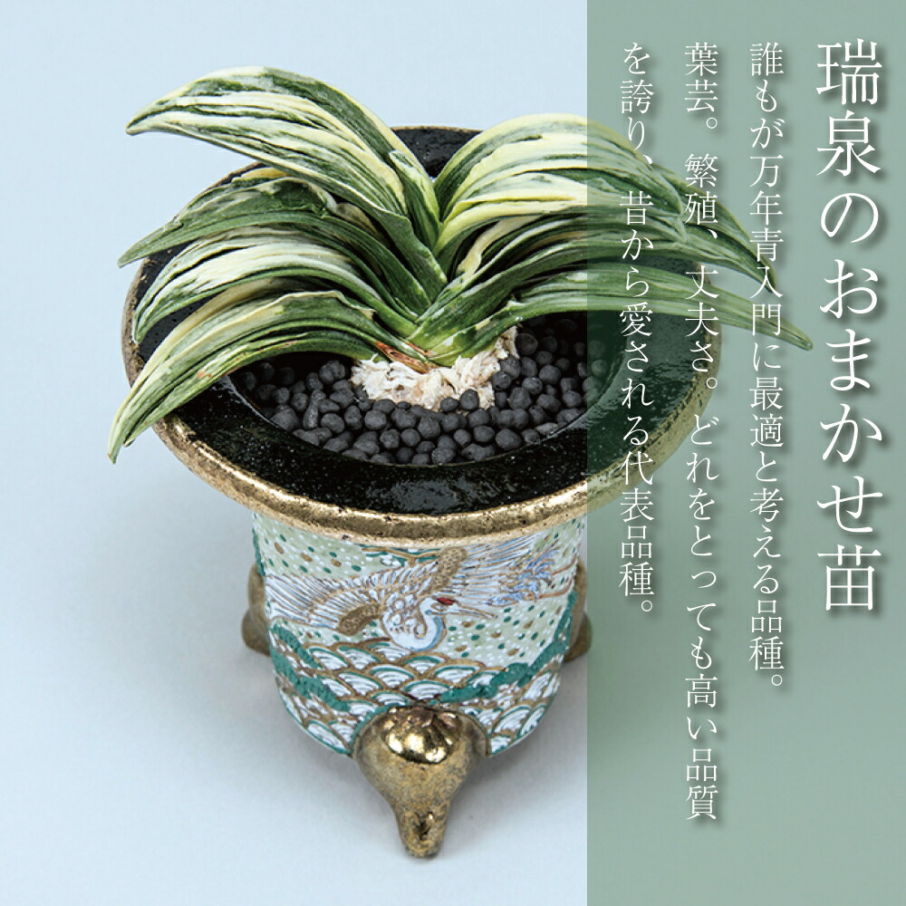 楽天市場】◇瑞泉（おまかせ苗）◇ 万年青 引っ越し万年青 獅子万年青