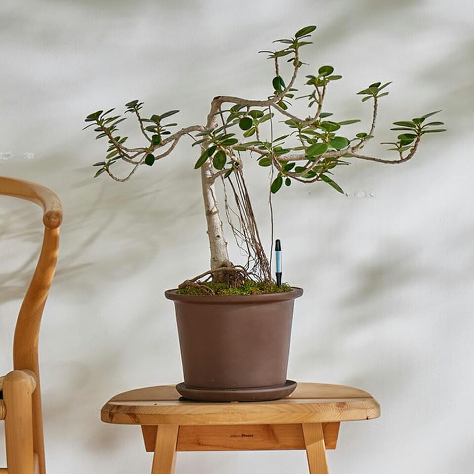 楽天市場】SUStee【Lサイズ】水やりチェッカー 選べる3カラーサス