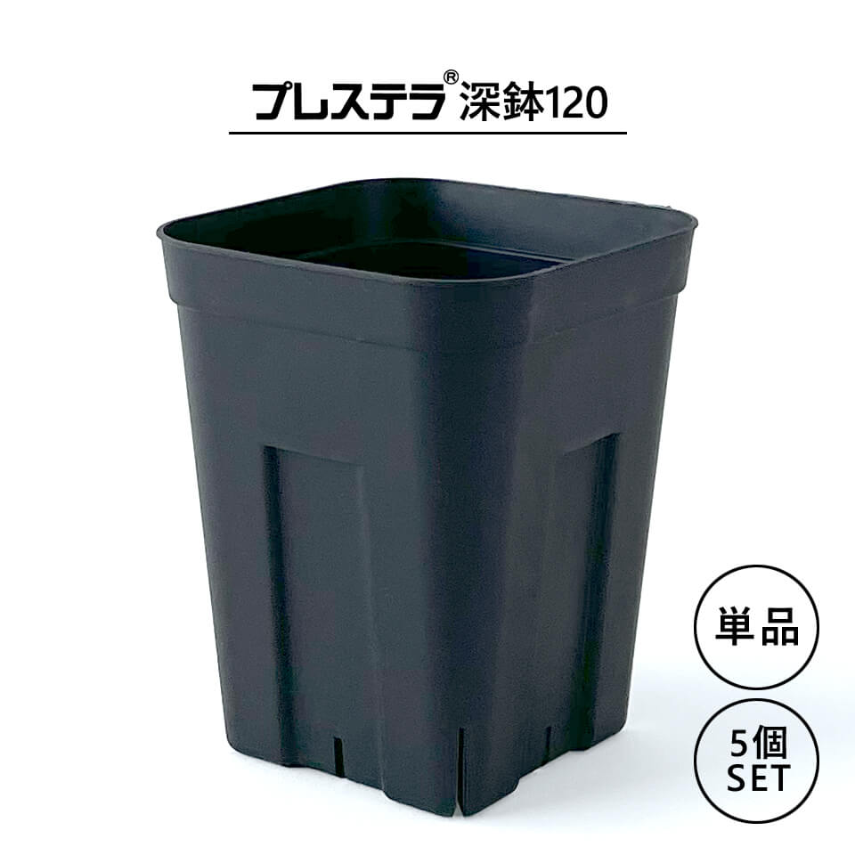 楽天市場】プレステラ【 深鉢120 】 104mm×130mm 3.5号 単品 セット 黒