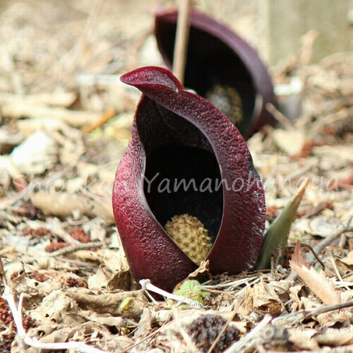 楽天市場】ザゼンソウの通販