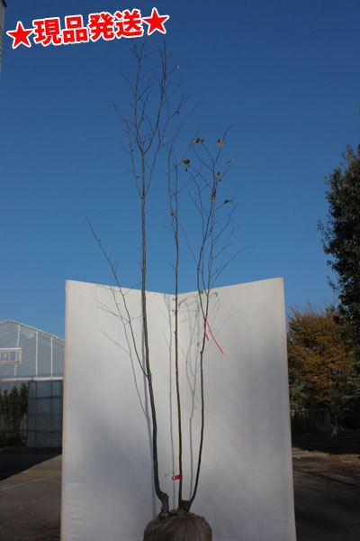 楽天市場】【現品発送】【山採り天然木】樹形と幹肌、花、実を楽しめる