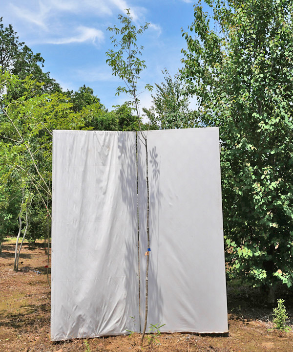 楽天市場】【不在置きOK限定販売価格】【山採りもの】アオダモ2.5m程度