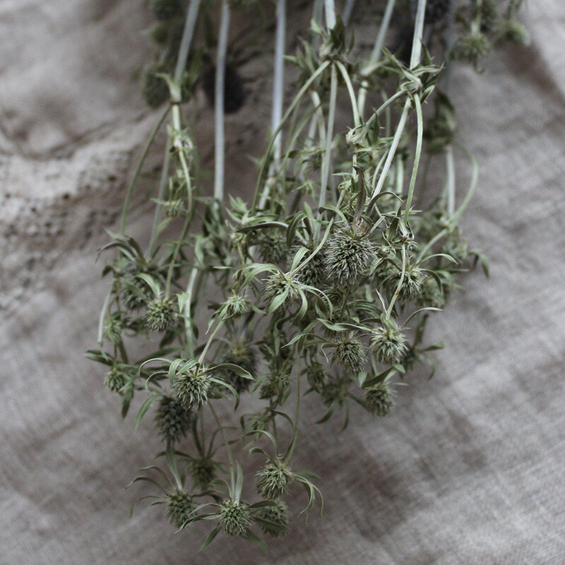 楽天市場】エリンジューム グリーン (エリンジウム) / ドライフラワー