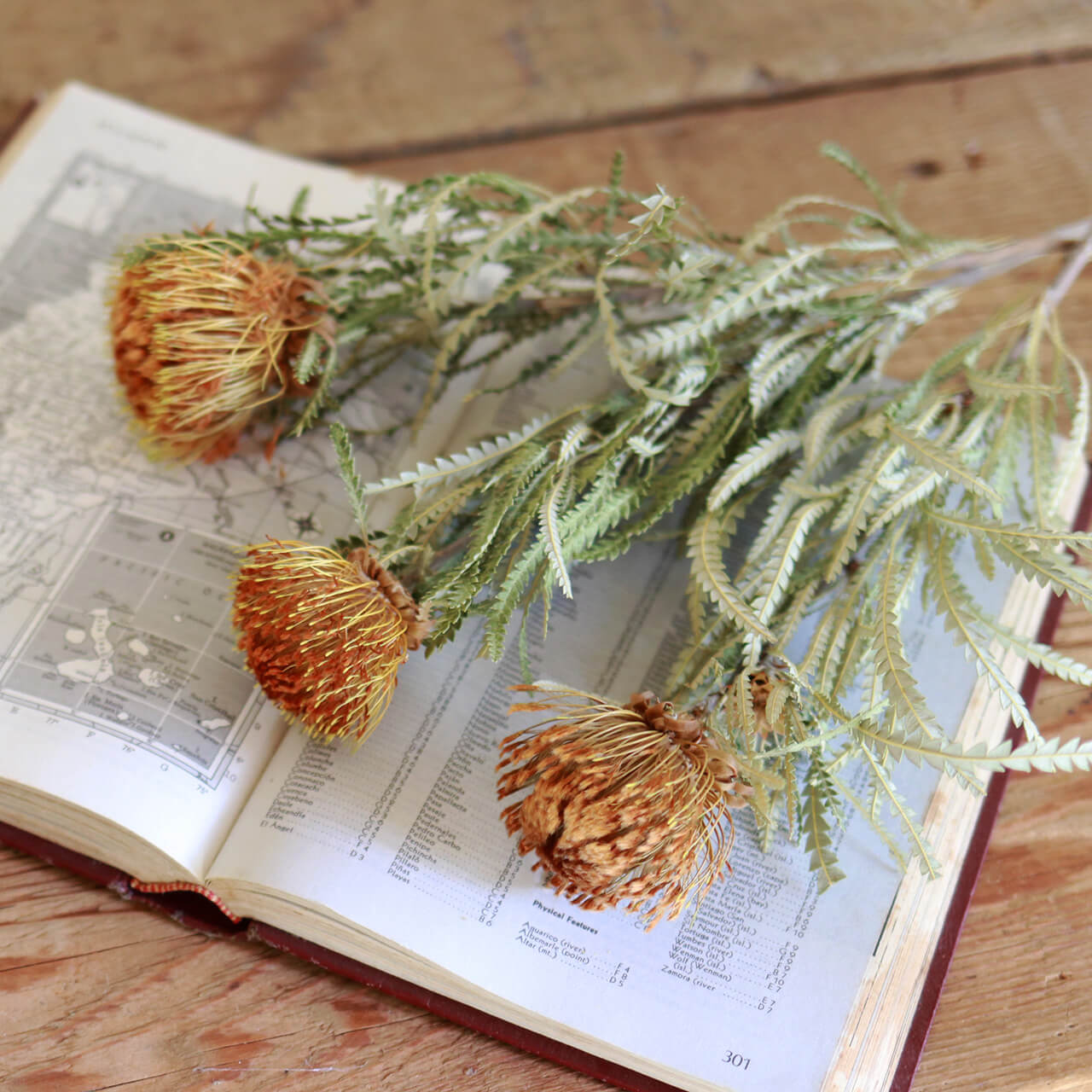 楽天市場】【 ネイティブフラワー 】 ドライアンドラ フォルモーサ