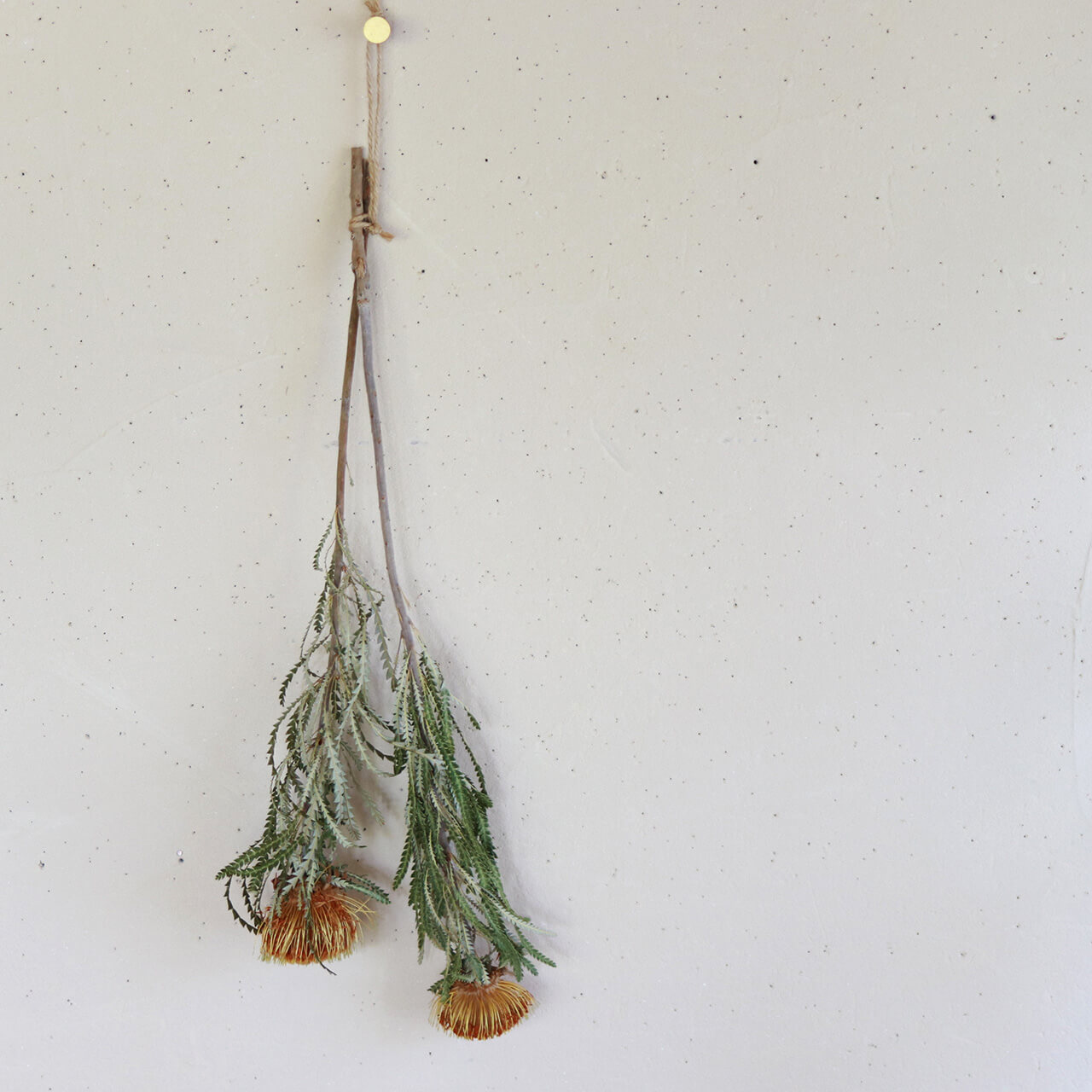 楽天市場】【 ネイティブフラワー 】 ドライアンドラ フォルモーサ