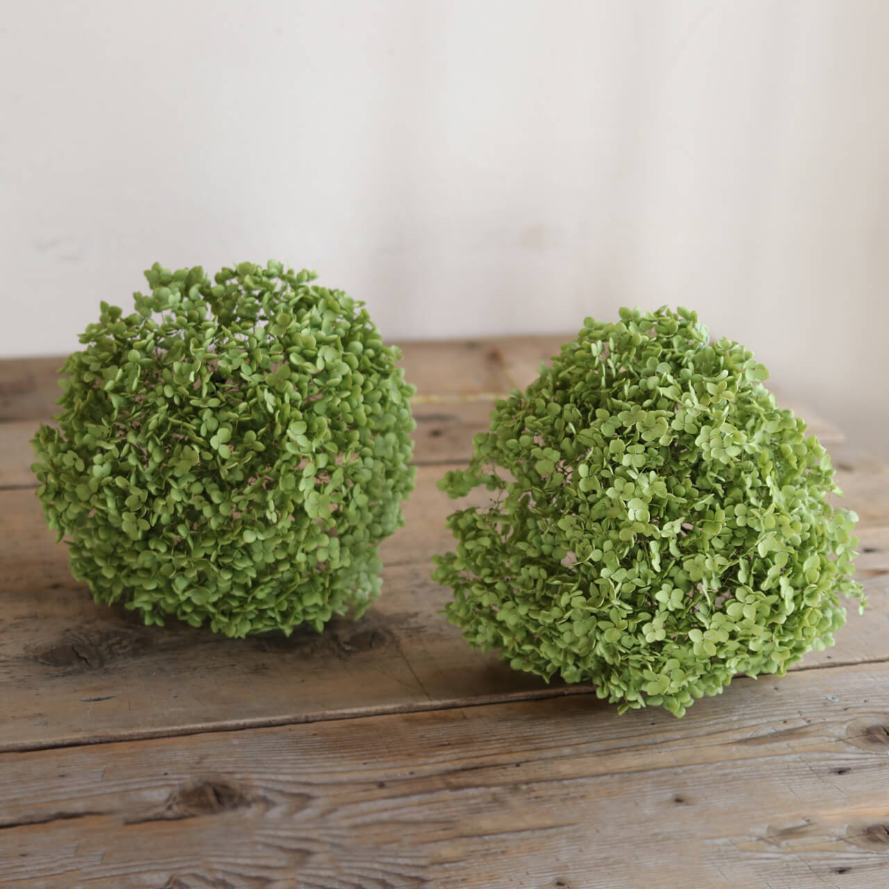 楽天市場】【約直径25～35cm】アナベル枝つき 特大 / アジサイ