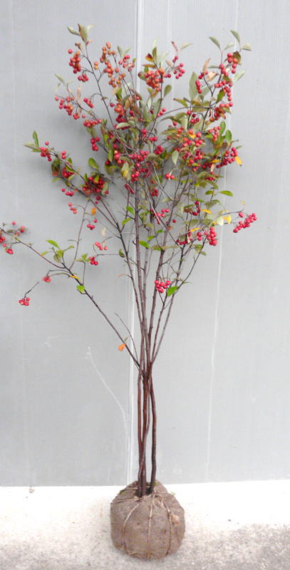 楽天市場】【アロニア・アルブティフォリア（クックベリー レッド