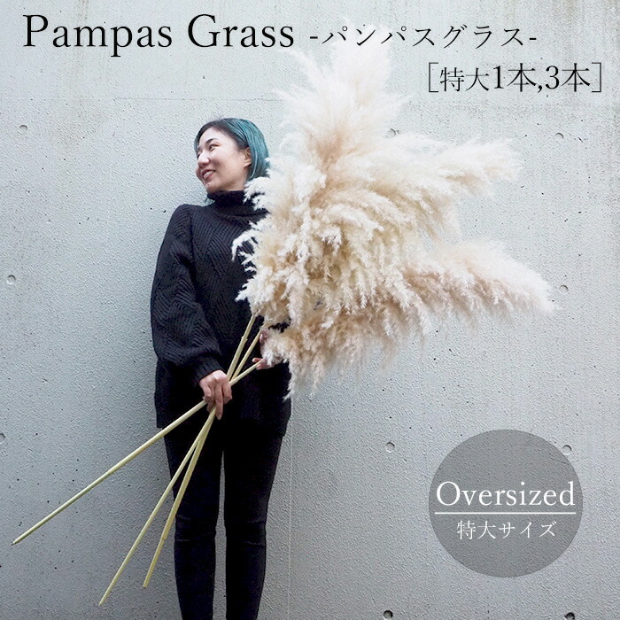 楽天市場】特大パンパスグラス【1本,3本入り】/ パンパスグラス 特大