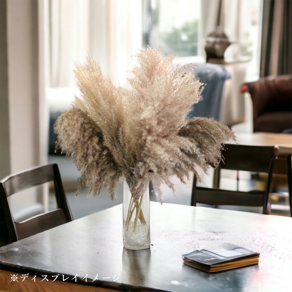 楽天市場】特大パンパスグラス【1本,3本入り】/ パンパスグラス 特大