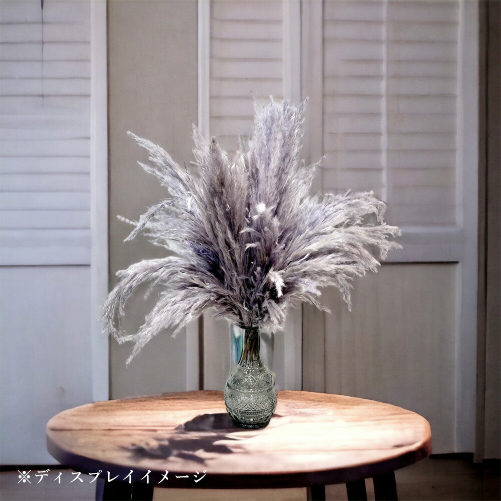 楽天市場】特大パンパスグラス【1本,3本入り】/ パンパスグラス 特大