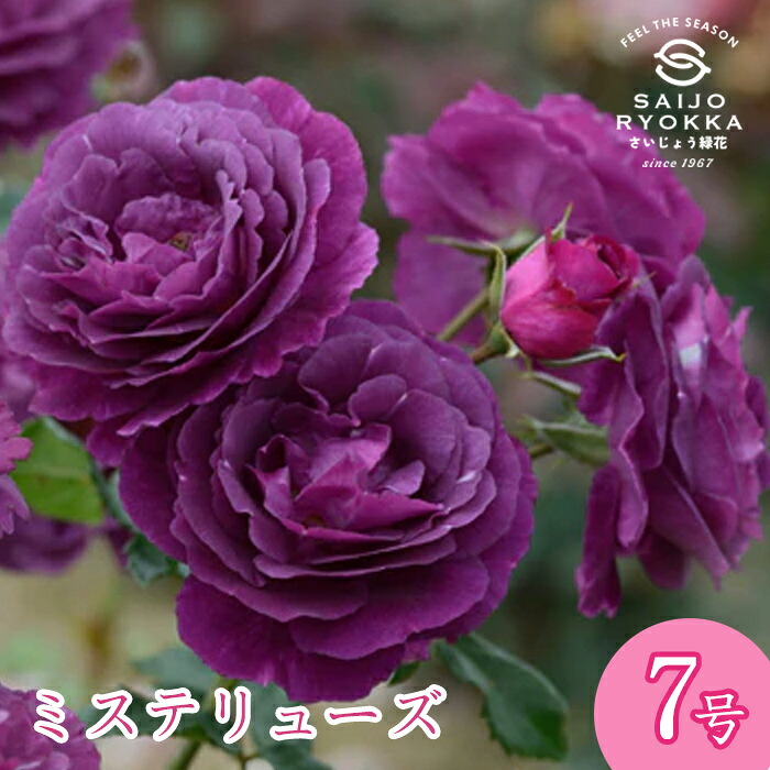 楽天市場】予約バラ苗 ドリュ ミステリューズ 大苗 7号鉢 紫系 薔薇苗