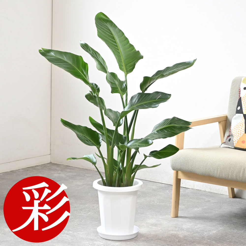 楽天市場】【6日までポイント4倍】観葉植物 ストレリチア・オーガスタ