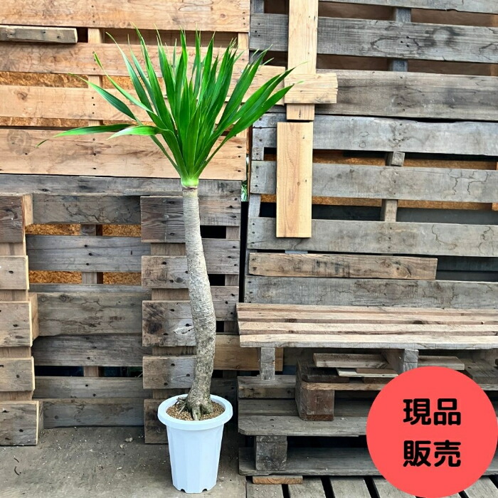 楽天市場】【土日限定最大7%引クーポン配布中】観葉植物 【現品】 希少