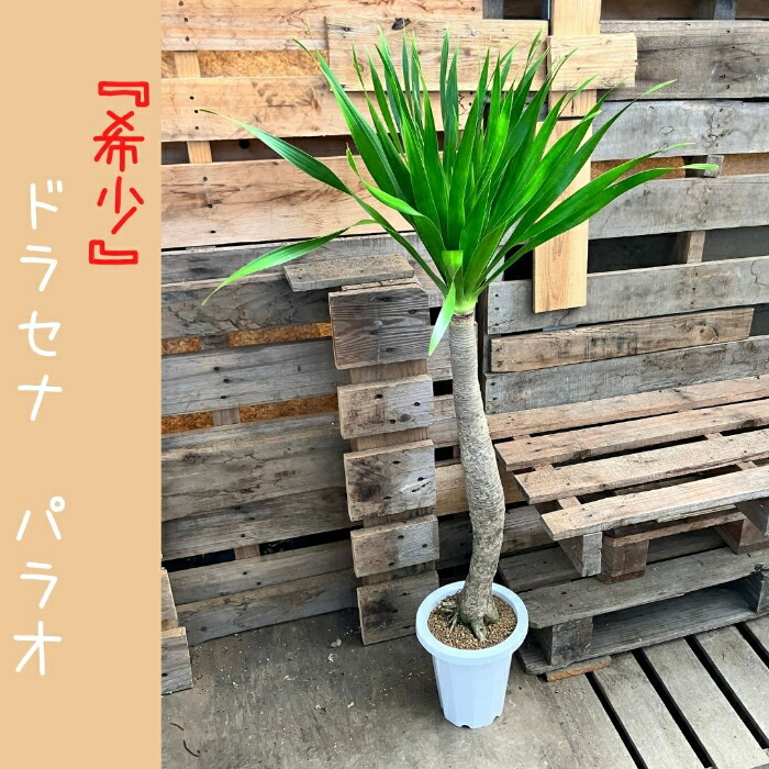 楽天市場】【土日限定最大7%引クーポン配布中】観葉植物 【現品】 希少