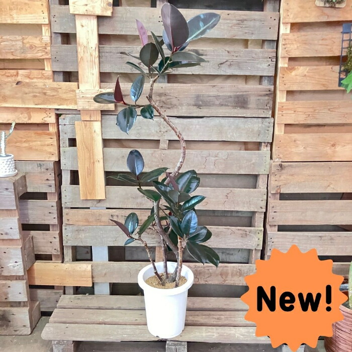 楽天市場】【6日までポイント4倍】観葉植物【現品】フィカス