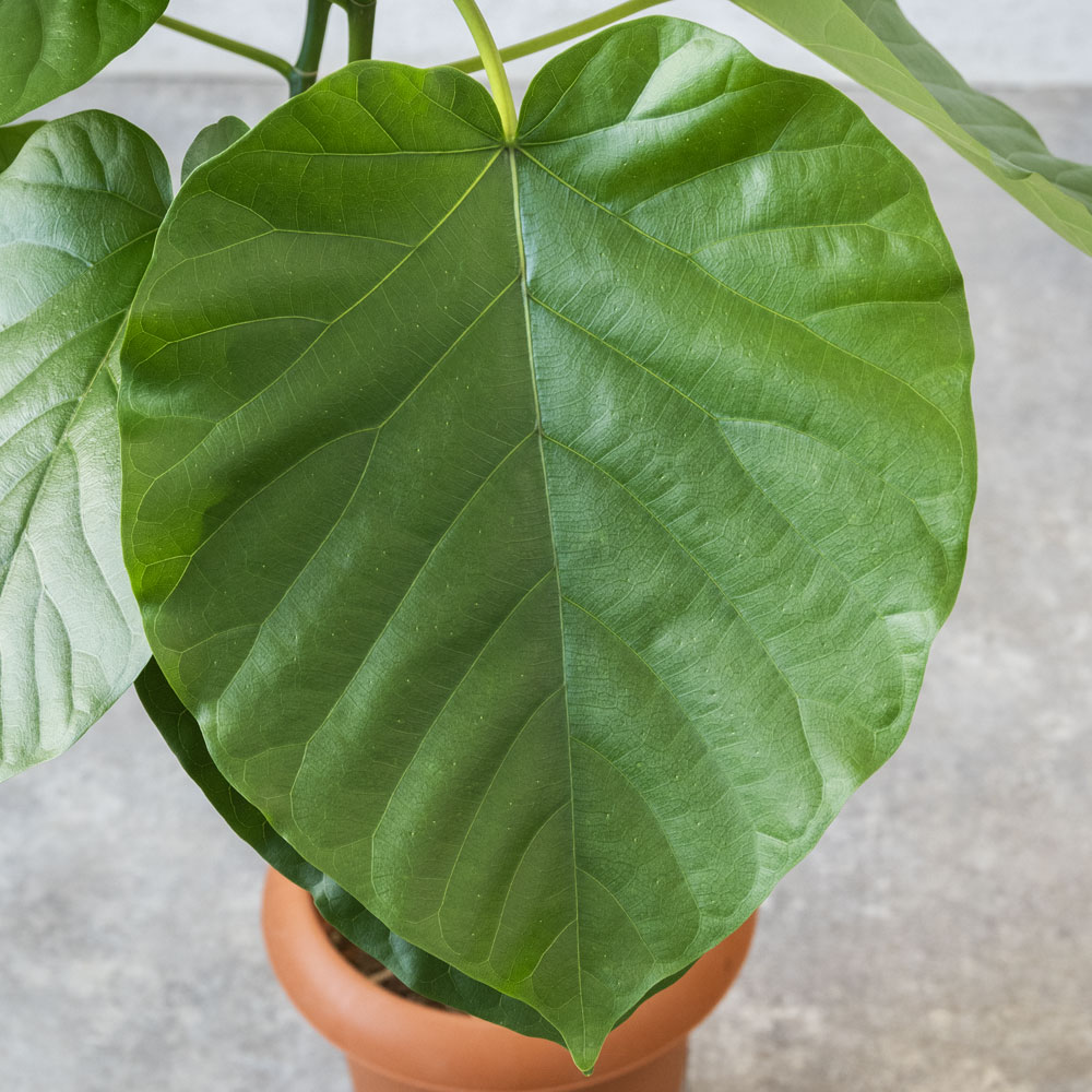 楽天市場】観葉植物 フィカス・ウンベラータ 曲がり樹形 7号鉢 鉢