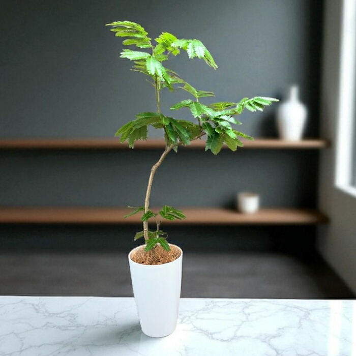 楽天市場】【土日限定最大7%引クーポン配布中】観葉植物