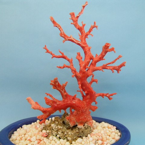 楽天市場】桃珊瑚の原木 拝見 『宝石サンゴ』 珊瑚婚 還暦 誕生日 御祝