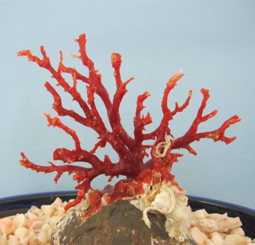 楽天市場】高知沖産赤珊瑚の拝見・原木・置物（艶出し加工済み）飾り