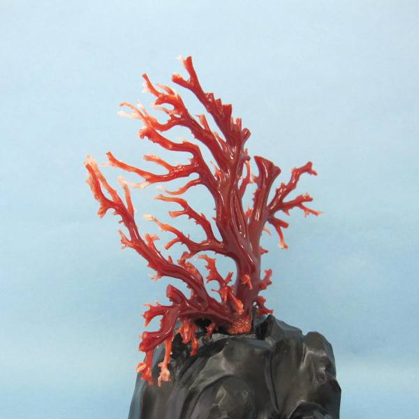 楽天市場】高知沖産血赤珊瑚の拝見 原木 置物 艶出し加工済み 黒檀台