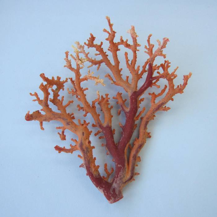 楽天市場】日本 高知産血赤珊瑚 原木 拝見 置物 素材 枝 パーツ 宝石