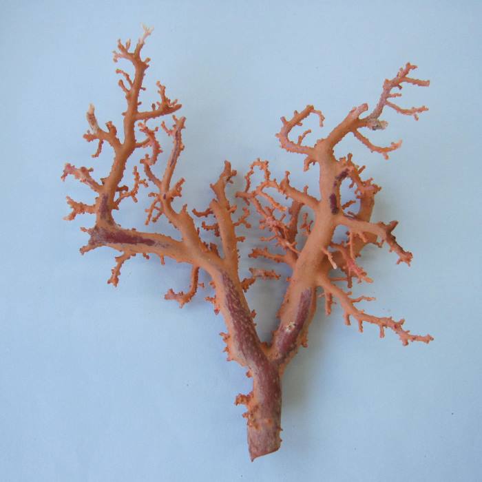 サンゴ 置物」の人気商品一覧 | 安い商品を通販サイトから探す - 価格.com