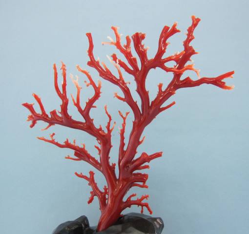 楽天市場】日本 高知沖産血赤珊瑚の拝見 原木 置物 艶出し加工済み