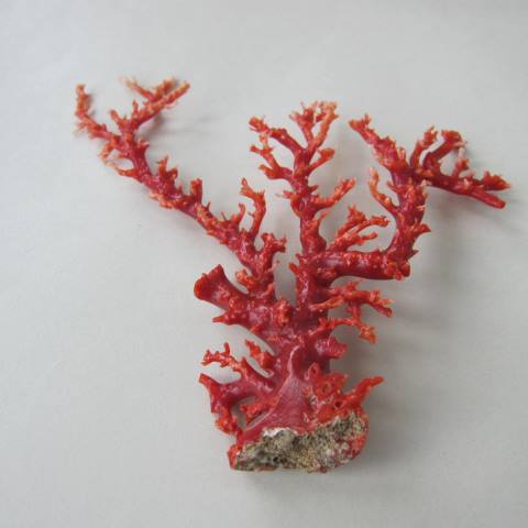 楽天市場】日本・高知産血赤珊瑚の拝見 原木 置物 艶出し加工済み 飾り