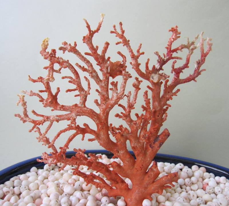 楽天市場】日本・高知沖産赤珊瑚の拝見 原木 置物 飾り 盆栽風 『宝石