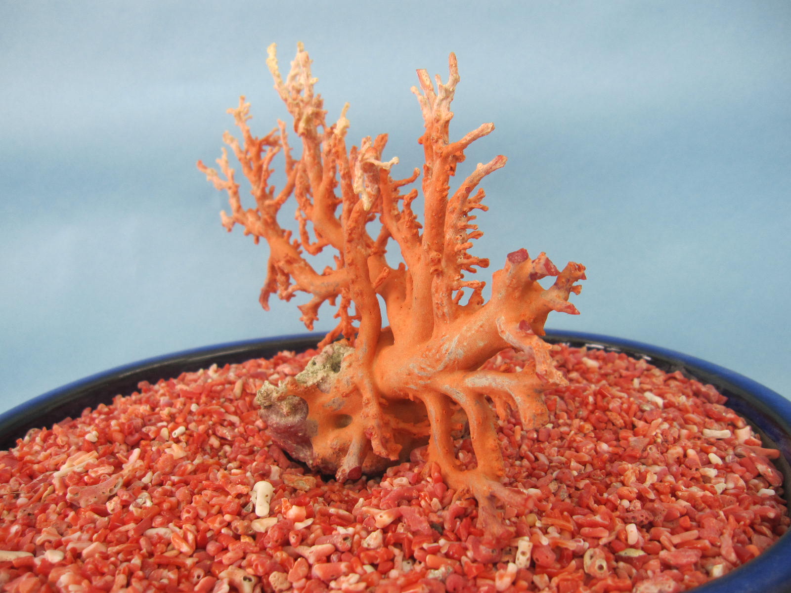 楽天市場】日本 高知沖産血赤珊瑚 原木 拝見 家宝 置物 飾り 盆栽風