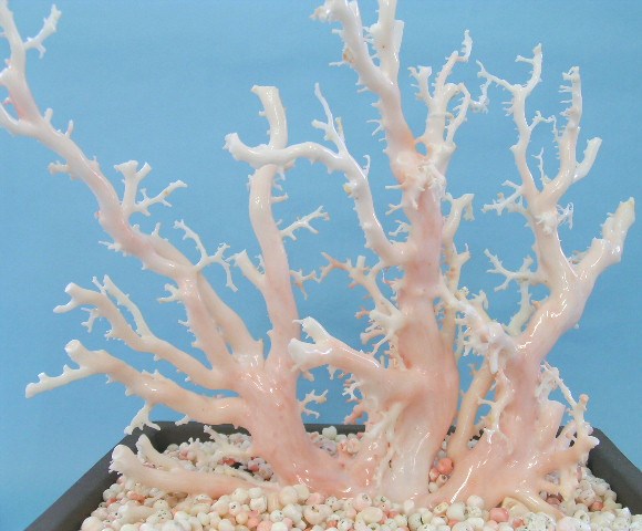 楽天市場】白（ミッド）珊瑚の盆栽風の置き物 艶出し加工済み) 原木