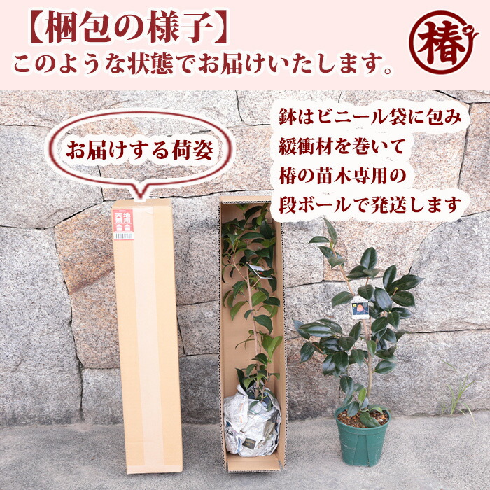 楽天市場】玉之浦・たまのうら大苗 鉢底より高さ1m前後 21cmポット7号