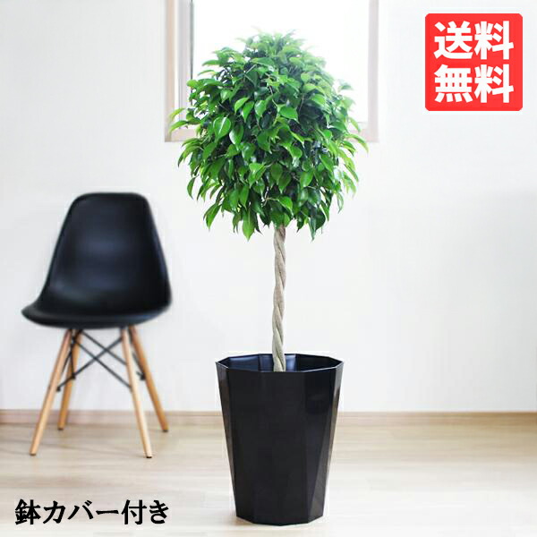 楽天市場】ベンジャミン 8号 スタイリッシュな黒色鉢カバー付 送料無料