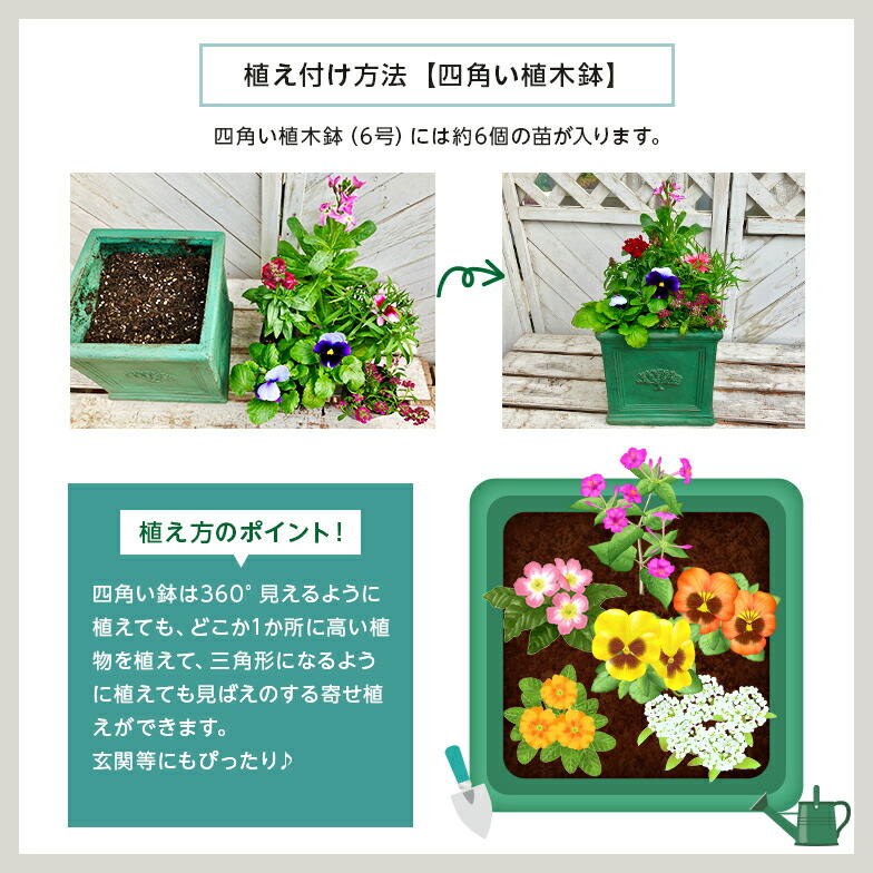 楽天市場】【300円OFF】 季節 の 花苗 24苗 セット 【 送料無料