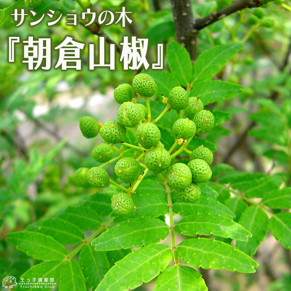 楽天市場】【スーパーSALE☆500円OFF】 山椒 『 朝倉サンショウ