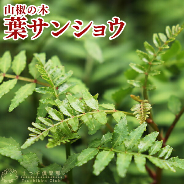 楽天市場】山椒 『葉さんしょう』（ ハサンショウ ） 9cmポット苗 : 花
