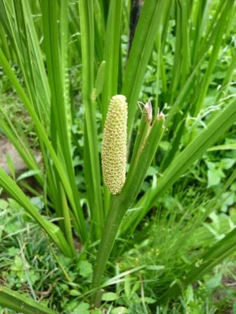 楽天市場】匂い菖蒲苗（におい菖蒲） : 花の郷滝谷花しょうぶ園楽天市場店