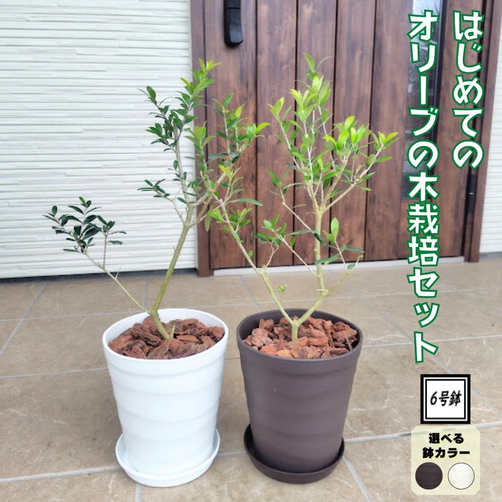 楽天市場】☆スーパーSALE30%OFF☆ 《国産Aグレード品 バラ切り接ぎ用